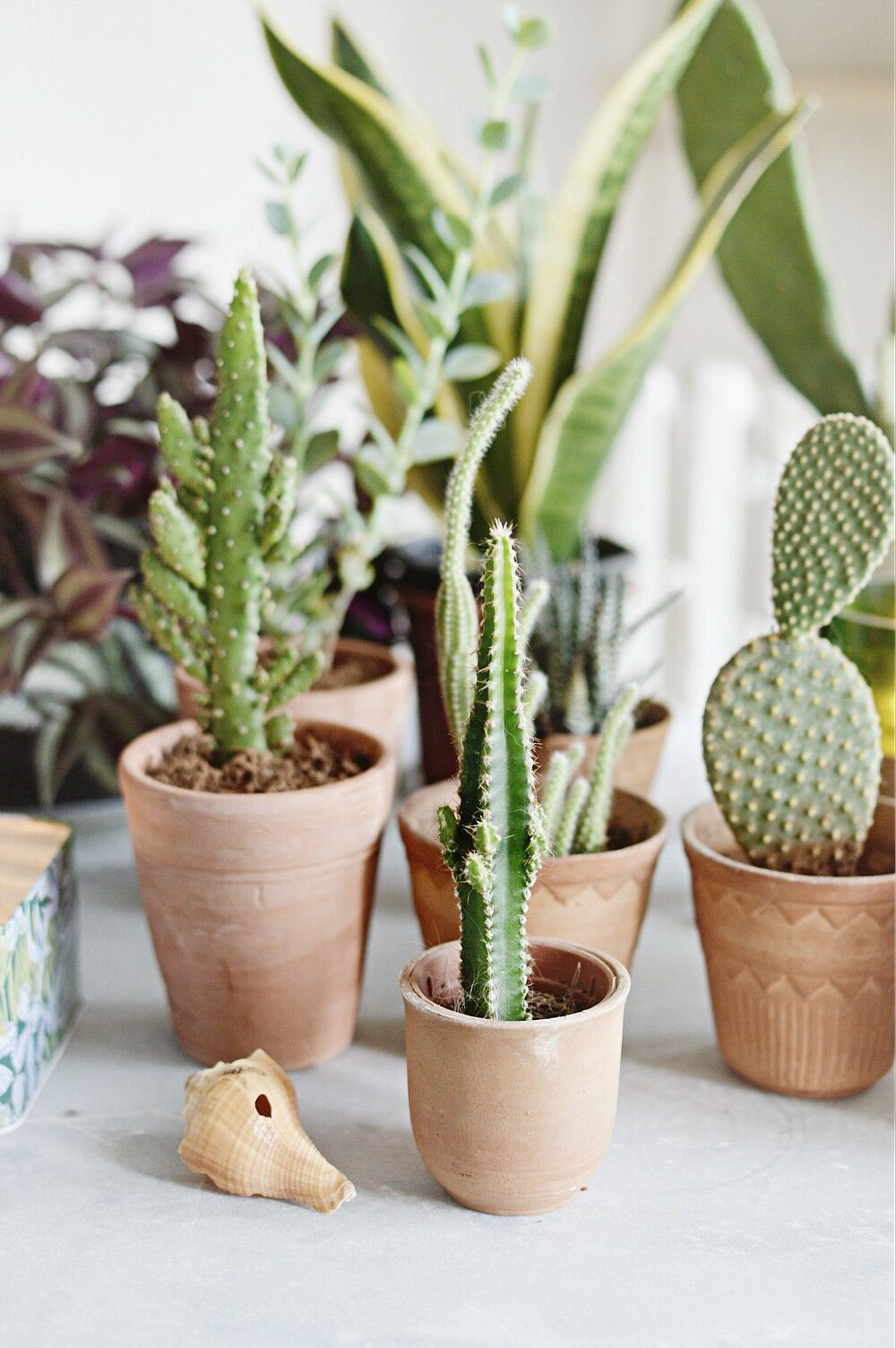 Cactus Care for your indoor cactus and how not to kill them