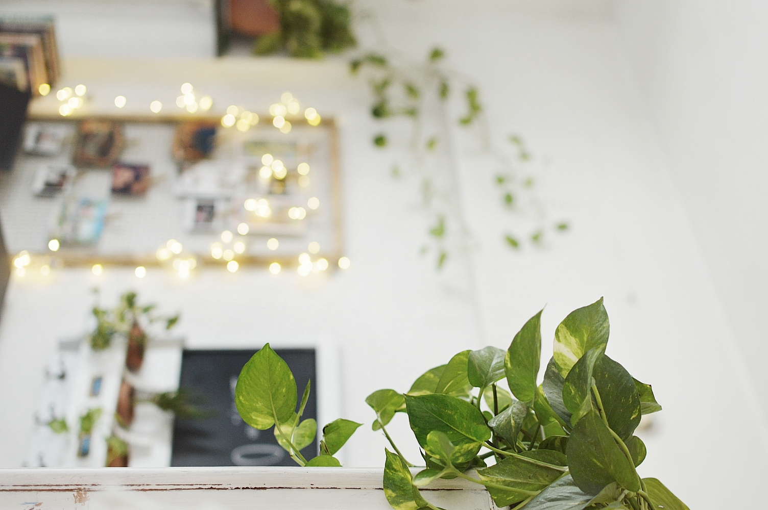 Pothos or Money Plant and how to decorate with like pro