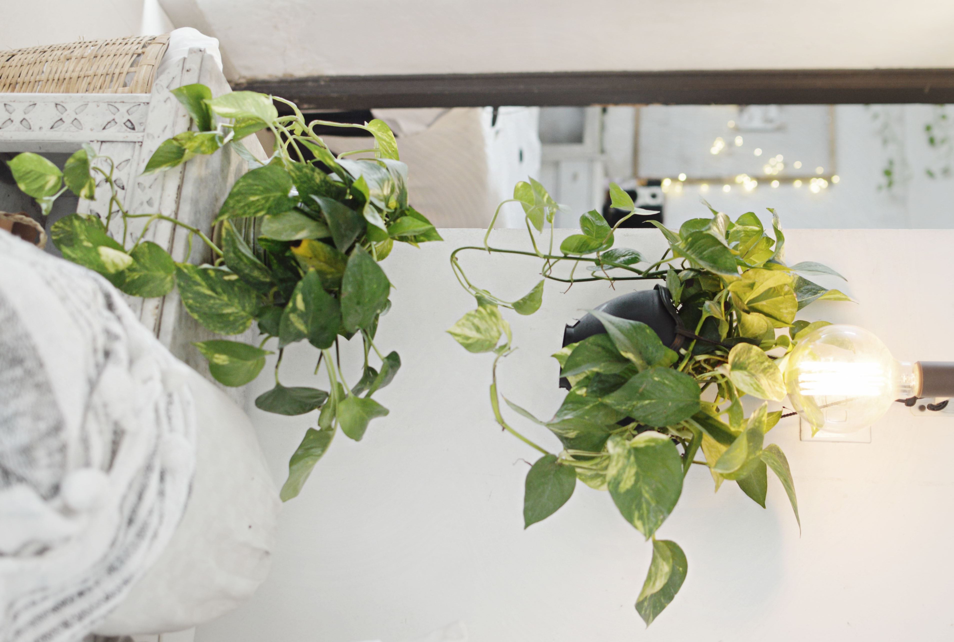 Pothos or Money Plant and how to decorate with like pro