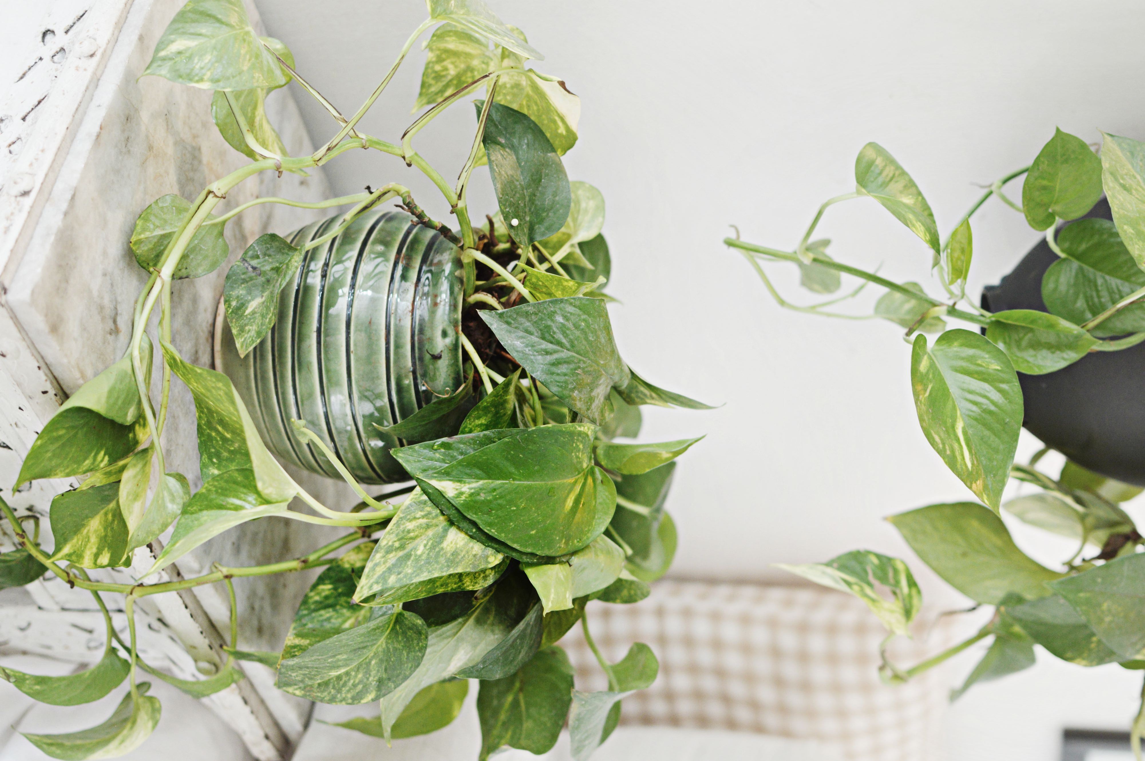 Pothos or Money Plant and how to decorate with like pro