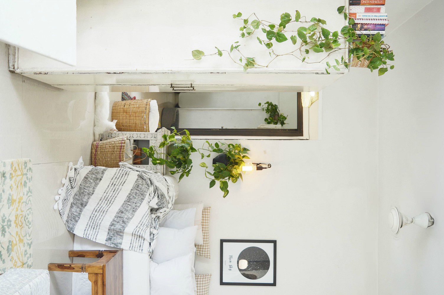Pothos or Money Plant and how to decorate with like pro